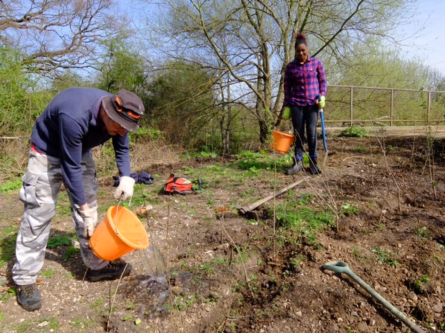 London Wildlife Trust Crane Meadows hedgerow planting 2 (1)